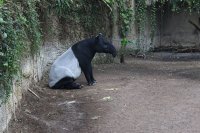 Fabeln - Besuch im Zoo